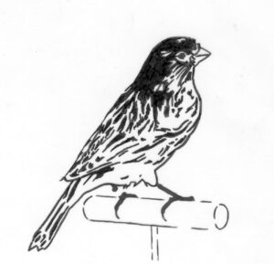 C171